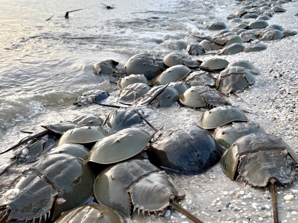 Everything You Need to Know to Witness the Incredible Horseshoe Crab&nbsp;Migration